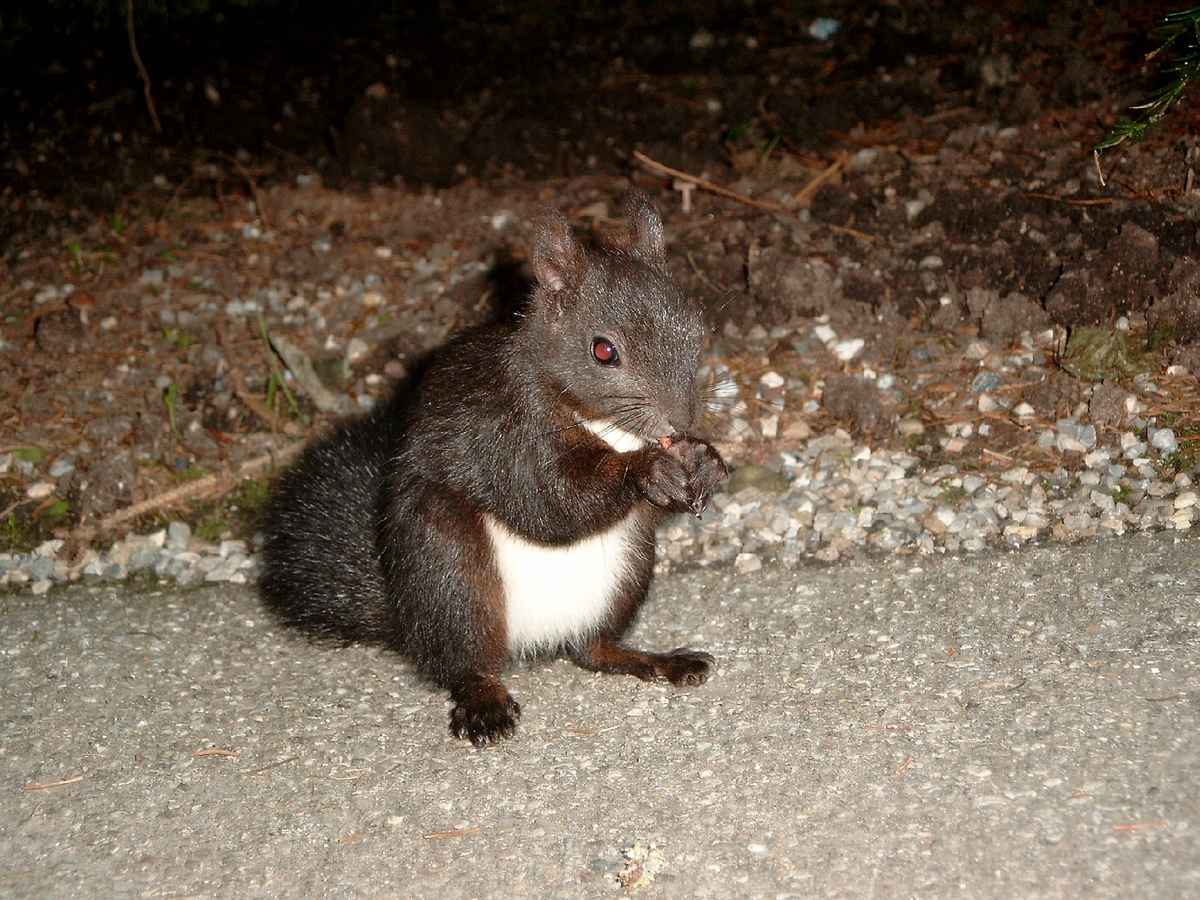 Eichhörnchen