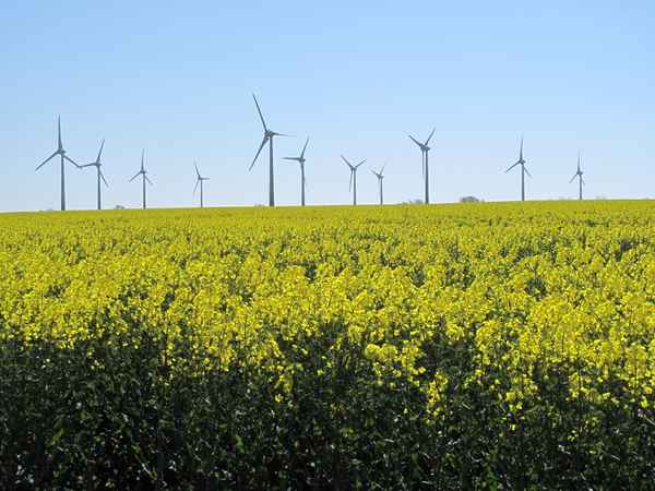 Gelbes Rapsfeld und Energie