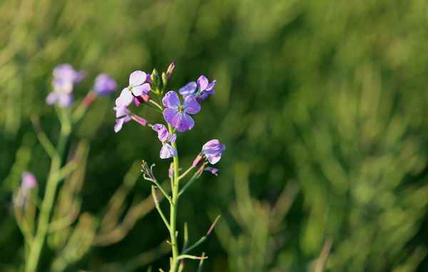 Wiesenschaumkraut