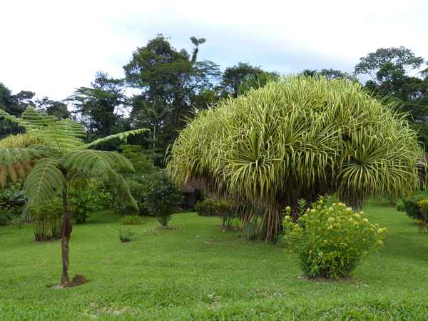 Tropischer Garten