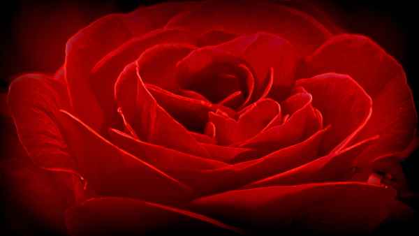 Balkon Rose
