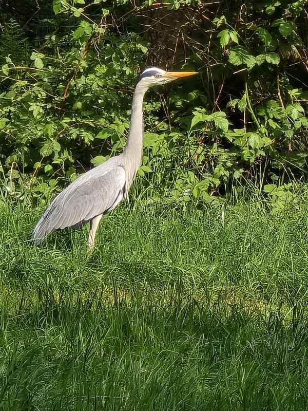 Reiher im Gras