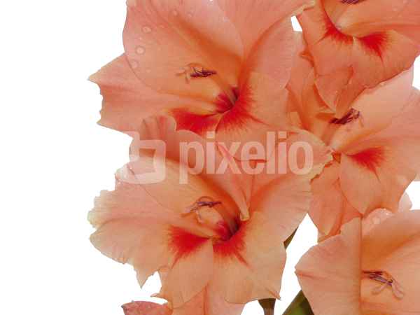 Gladiole
