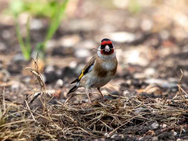 Ich bau ihr ein Nest_3