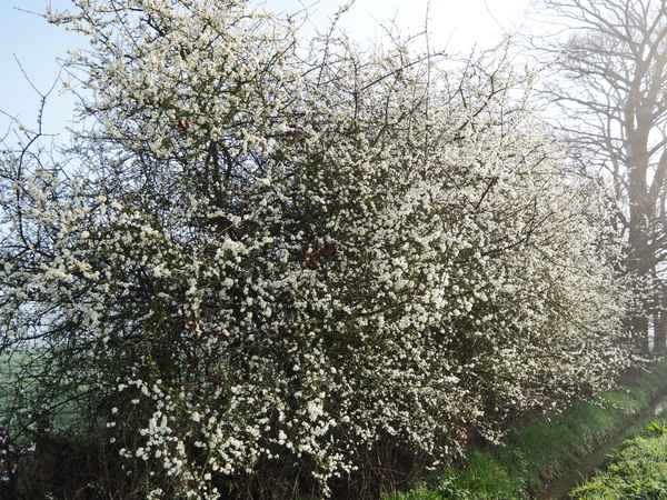 der frühling kommt mit macht