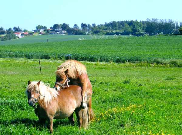 Ponys