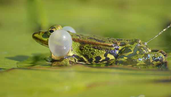 auch ein frosch...