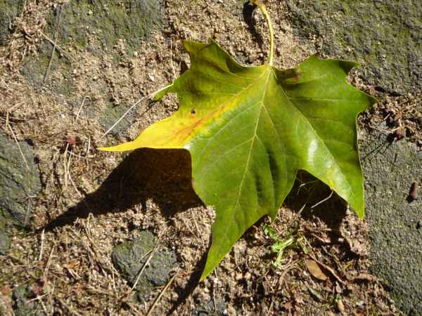 Abgefallenes Ahornblatt