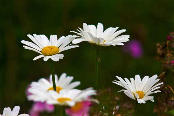 Sommerblumen