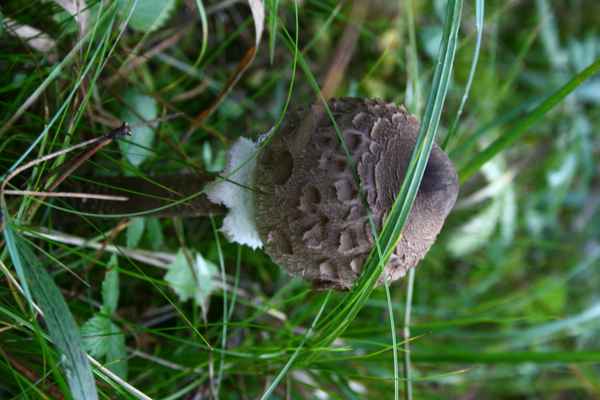 parasol :: gemeiner riesenschirmling :: macrolepiota procera (2)