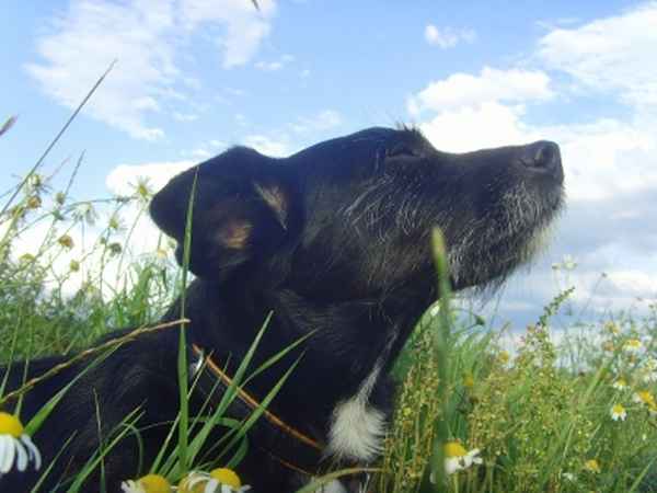 Jack Russell Mix Caddy genießt sein Gassi III