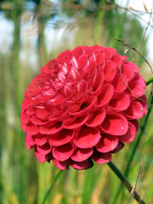die rote Dahlie