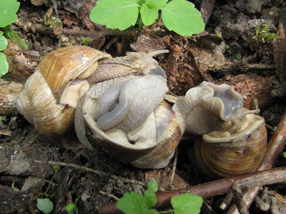 Flotter Dreier im Wald