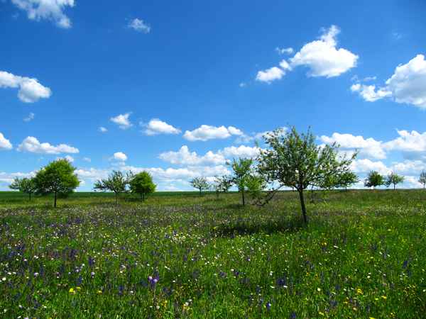Blütenwiese mit Sommerhimmel weiss-blau
