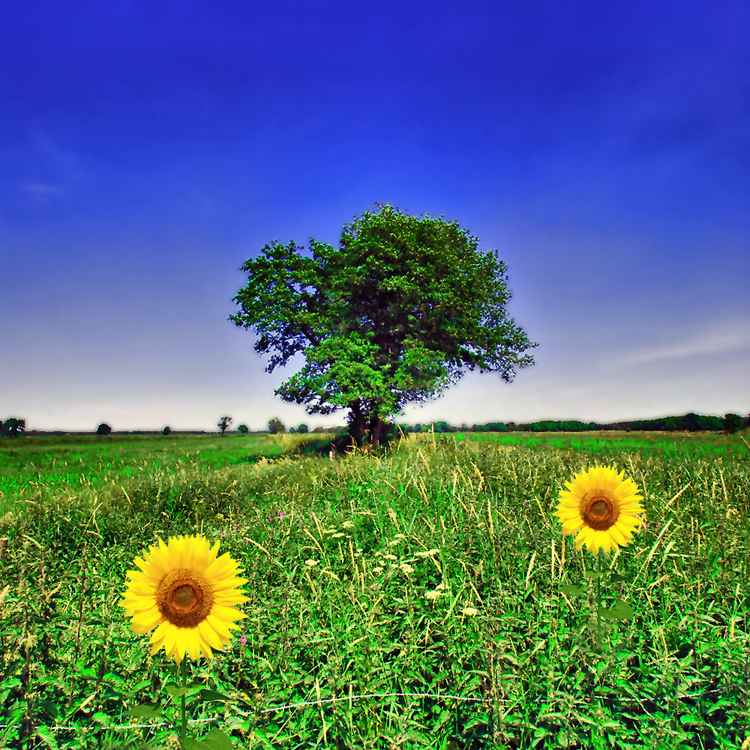 Sommerwiese mit Sonnenblumen - HDR