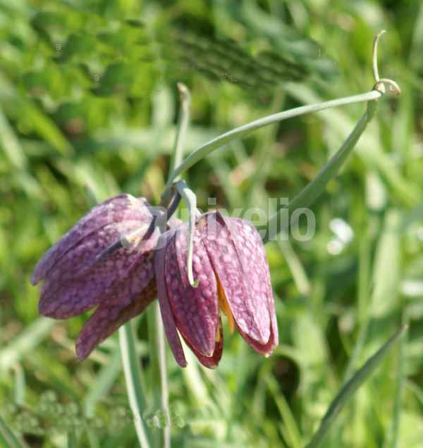 Schachblume