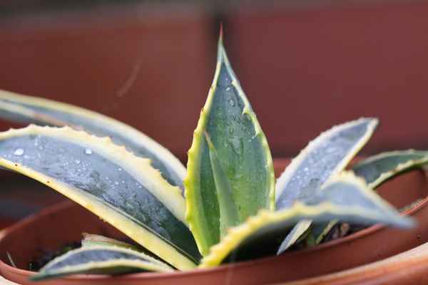 Agave im Topf