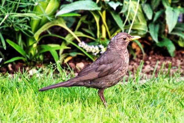 Amsel