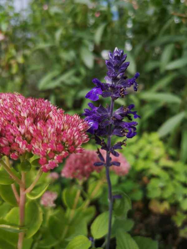 Blau und Rot im Beet