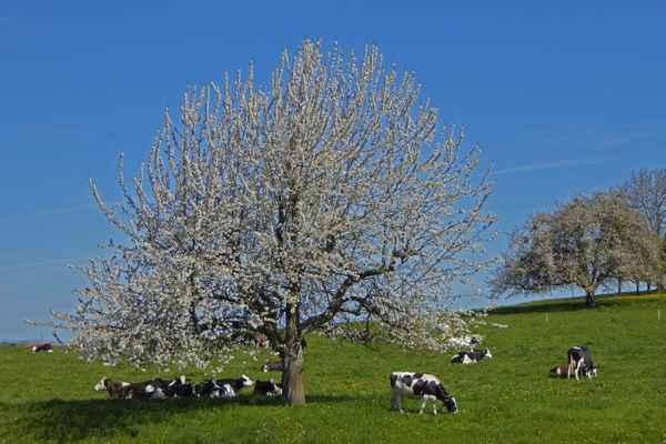 Willkommener Schattenplatz