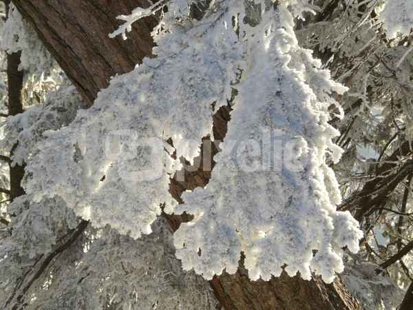 Im Winterwald