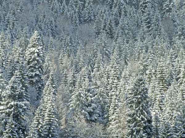 Verschneite Tannen als Hintergrund