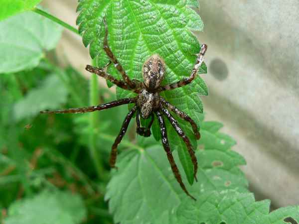 Spinne auf einem Blatt