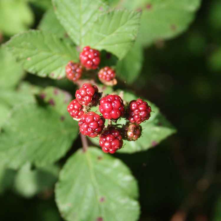 Wilde Himbeere