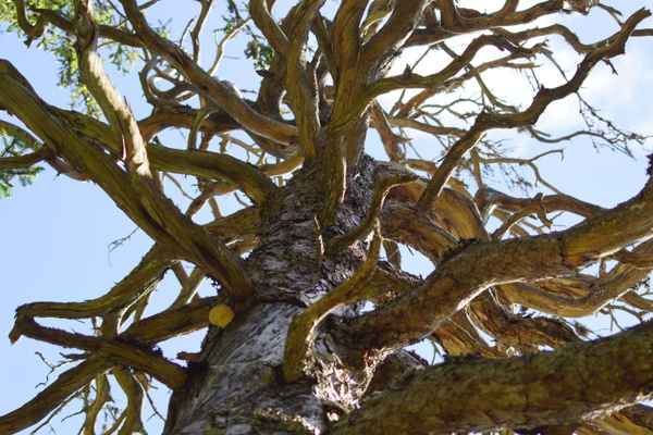Ur-Kiefer