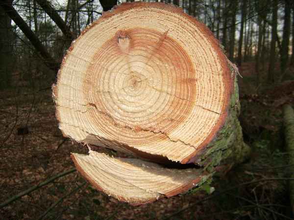 gespaltene Persönlichkeit