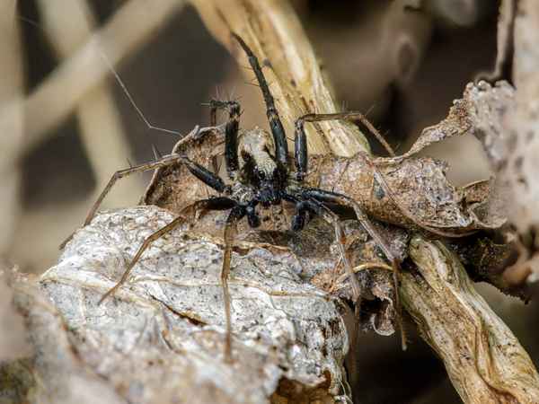 Wolfspinne - Alopecosa accentuata