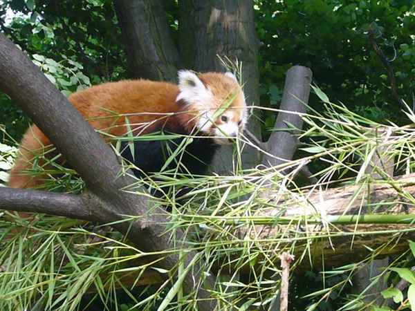 Duisburger Zoo - Kleiner Panda