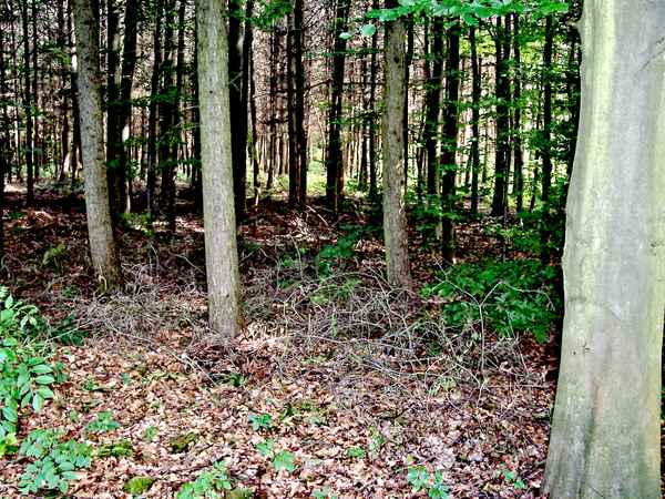 In den Wald