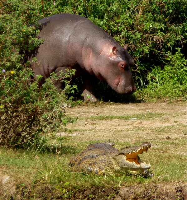 Flusspferd mit Krokodil