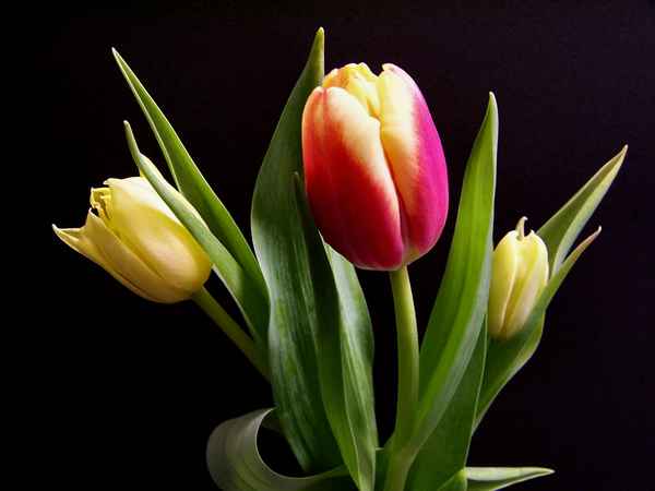Tulpen-Trio_4