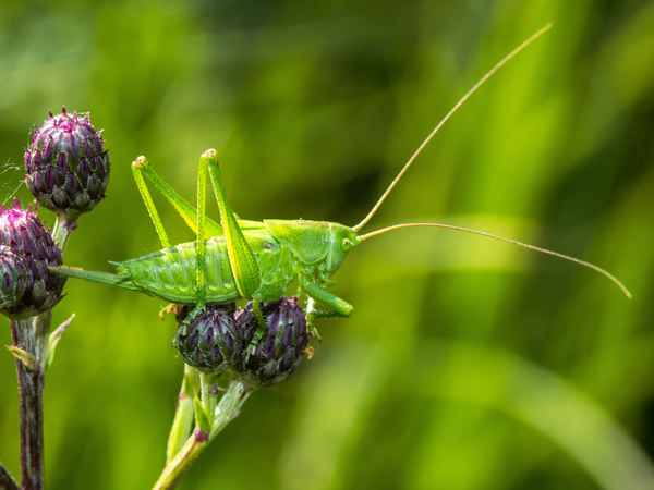 Grünes Heupferd - Nymphe (1)