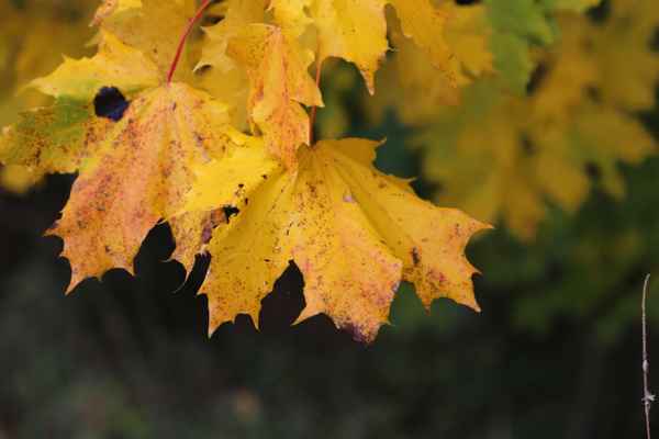 Ahornblatt im Herbst