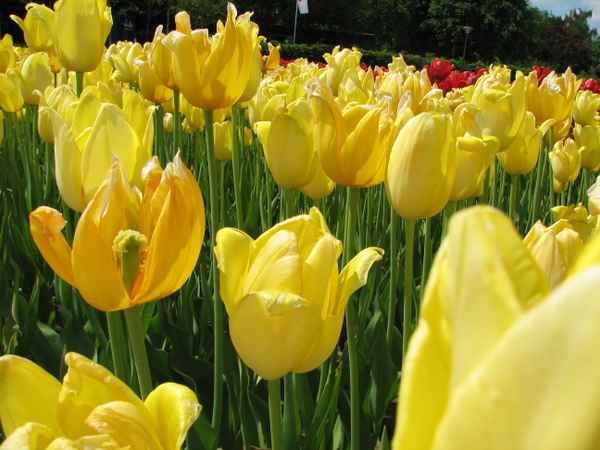 Landesgartenschau Rietberg - Tulpenfeld