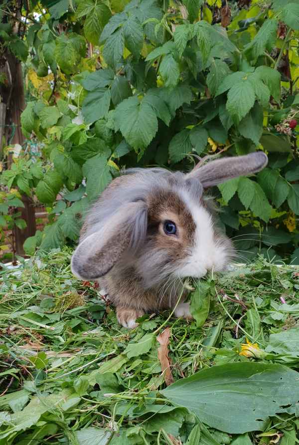 Kaninchen