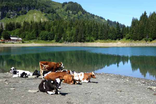 Am Lac des Chavonnes