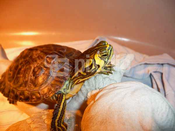 Trachemys scripta scripta