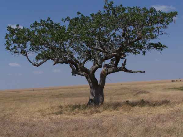 einsamer Baum in der Steppe