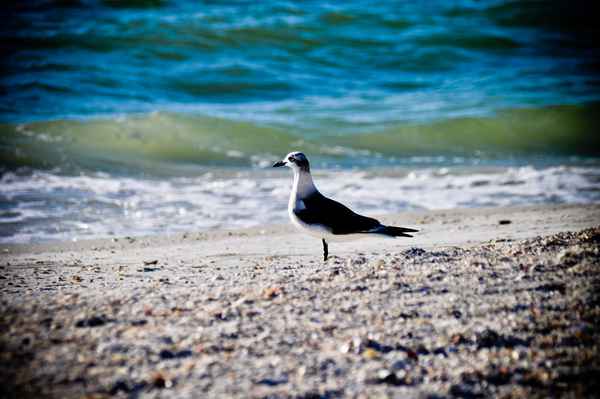 Möwe am Strand