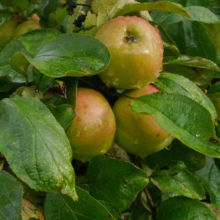 Äpfel nach dem Regen
