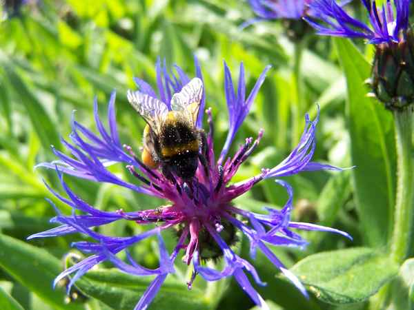 Sommer-Sammler