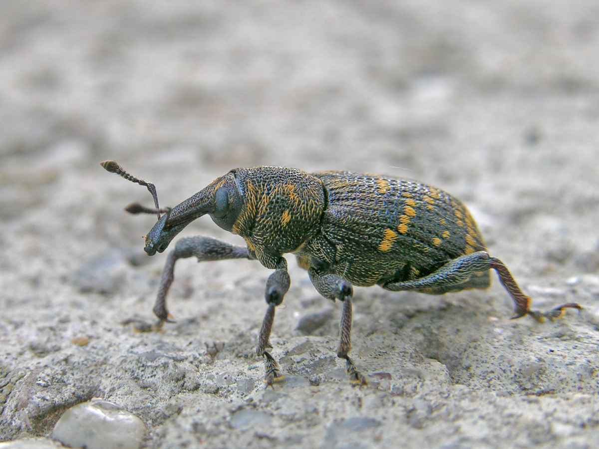 Zwerg Nase - Großer brauner Rüsselkäfer