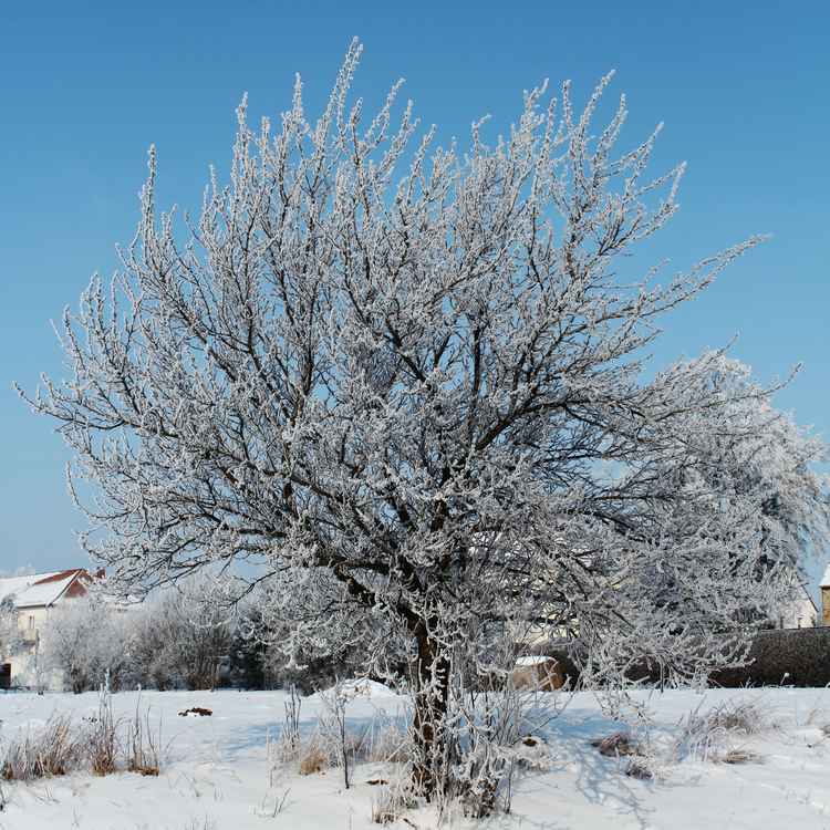 WS "Winterpflaume"