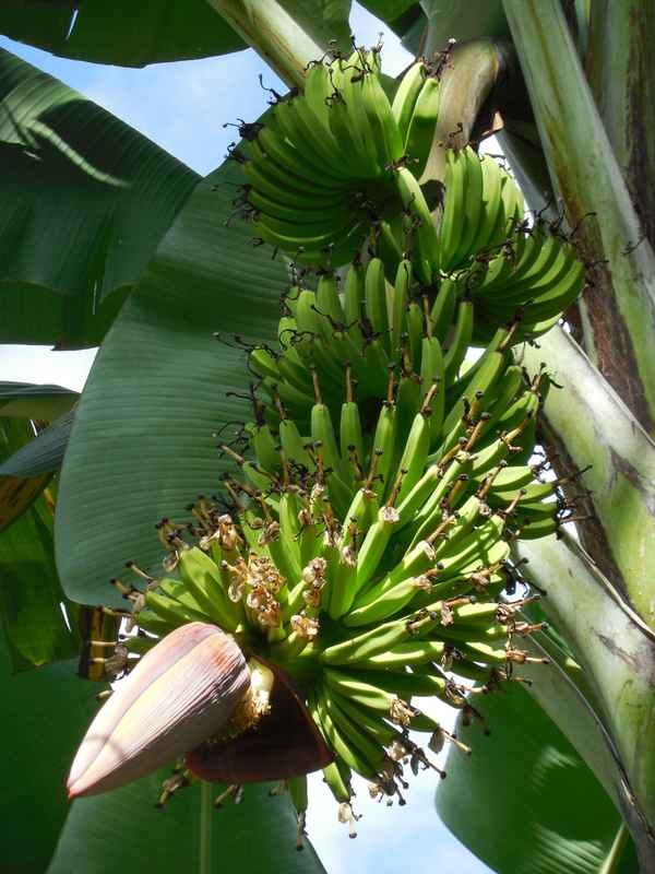 Kuba - Bananen