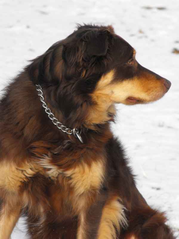 Border Collie