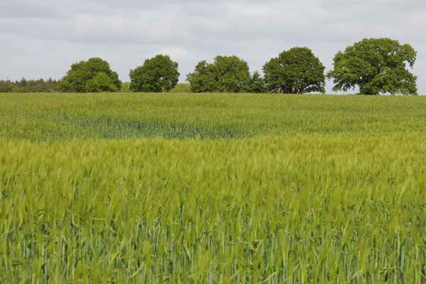Knicklandschaft in Schleswig-Holstein